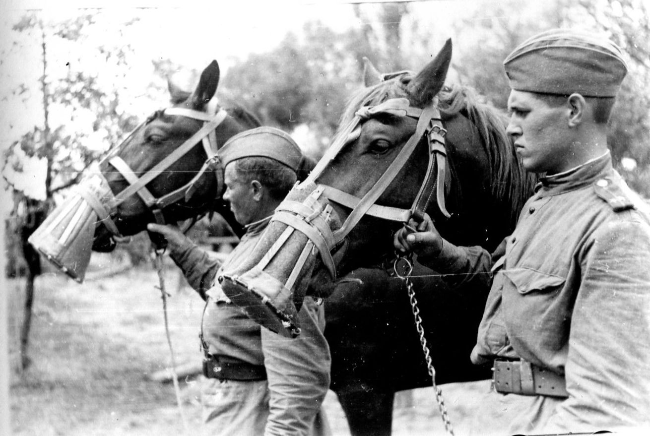 Лошади на войне 1941 1945 фото